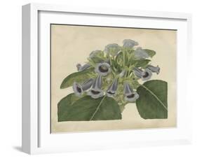 Tropical Beauty IV-Sydenham Teast Edwards-Framed Art Print