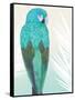 Tropical Bird 1-Marco Fabiano-Framed Stretched Canvas