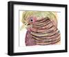 Tropical Bird, 2018 (Pen, Ink and Watercolour)-Charlotte Orr-Framed Giclee Print