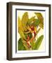 Tropical Bird of Paradise-Tim O'toole-Framed Art Print