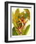 Tropical Bird of Paradise-Tim O'toole-Framed Art Print