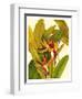 Tropical Bird of Paradise-Tim O'toole-Framed Art Print