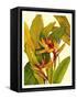 Tropical Bird of Paradise-Tim O'toole-Framed Stretched Canvas