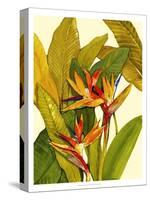 Tropical Bird of Paradise-Tim O'toole-Stretched Canvas