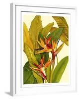 Tropical Bird of Paradise-Tim O'toole-Framed Art Print