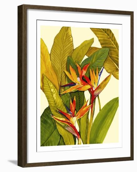 Tropical Bird of Paradise-Tim O'toole-Framed Art Print