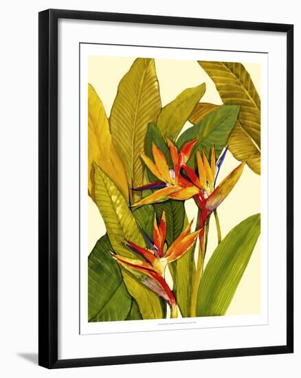 Tropical Bird of Paradise-Tim O'toole-Framed Art Print