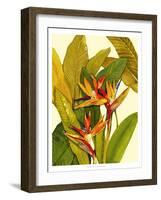 Tropical Bird of Paradise-Tim O'toole-Framed Art Print