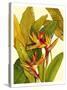 Tropical Bird of Paradise-Tim O'toole-Stretched Canvas