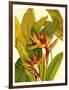 Tropical Bird of Paradise-Tim O'toole-Framed Art Print