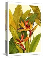 Tropical Bird of Paradise-Tim O'toole-Stretched Canvas