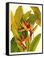 Tropical Bird of Paradise-Tim O'toole-Framed Stretched Canvas