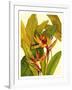 Tropical Bird of Paradise-Tim O'toole-Framed Art Print