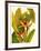 Tropical Bird of Paradise-Tim O'toole-Framed Art Print