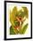 Tropical Bird of Paradise-Tim O'toole-Framed Art Print