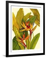 Tropical Bird of Paradise-Tim O'toole-Framed Art Print