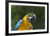 Tropical Bird, Parrot, Honduras-Keren Su-Framed Photographic Print