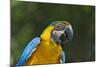 Tropical Bird, Parrot, Honduras-Keren Su-Mounted Photographic Print