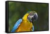 Tropical Bird, Parrot, Honduras-Keren Su-Framed Stretched Canvas