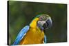 Tropical Bird, Parrot, Honduras-Keren Su-Stretched Canvas