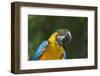 Tropical Bird, Parrot, Honduras-Keren Su-Framed Photographic Print