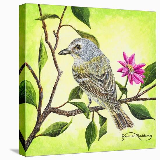 Tropical Bird-James Redding-Stretched Canvas