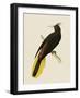 Tropical Birds - Great Crested-Maria Mendez-Framed Giclee Print