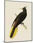 Tropical Birds - Great Crested-Maria Mendez-Mounted Giclee Print