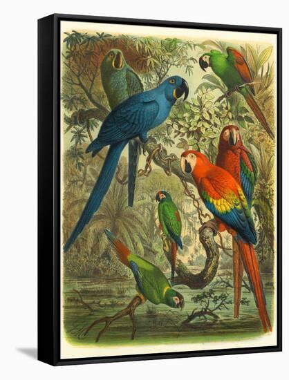 Tropical Birds III-Cassel-Framed Stretched Canvas