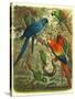 Tropical Birds III-Cassel-Stretched Canvas