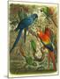 Tropical Birds III-Cassel-Mounted Art Print