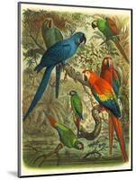 Tropical Birds III-Cassel-Mounted Art Print