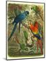 Tropical Birds III-Cassel-Mounted Art Print