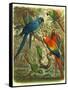 Tropical Birds III-Cassel-Framed Stretched Canvas