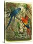 Tropical Birds III-Cassel-Stretched Canvas