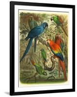 Tropical Birds III-Cassel-Framed Art Print