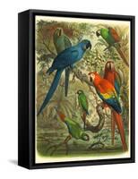 Tropical Birds III-Cassel-Framed Stretched Canvas