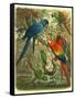 Tropical Birds III-Cassel-Framed Stretched Canvas