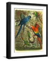 Tropical Birds III-Cassel-Framed Art Print