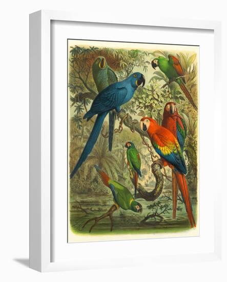 Tropical Birds III-Cassel-Framed Art Print