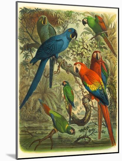 Tropical Birds III-Cassel-Mounted Art Print