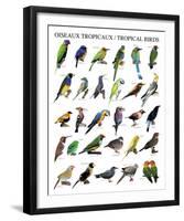 Tropical Birds-null-Framed Art Print