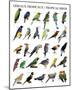 Tropical Birds-null-Mounted Art Print