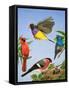 Tropical Birds-R. B. Davis-Framed Stretched Canvas