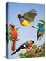 Tropical Birds-R. B. Davis-Stretched Canvas