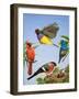 Tropical Birds-R. B. Davis-Framed Giclee Print