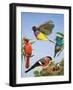 Tropical Birds-R. B. Davis-Framed Giclee Print