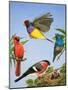 Tropical Birds-R. B. Davis-Mounted Giclee Print