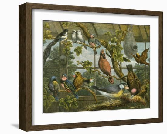 Tropical Birds-English School-Framed Giclee Print