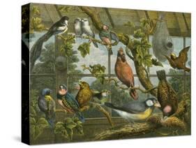 Tropical Birds-English School-Stretched Canvas